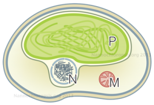 Nannochloropsis