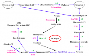 Model of Lipid Production in Nannochloropsis in Nitrogen deficiency