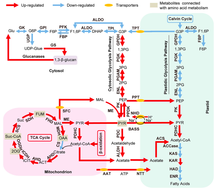 Schematic representation of the Central Carbon Metabolism in N. oculata in  Nitrogen depletion