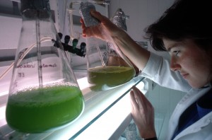 A collection of microalgae cultures at CSIRO Marine Research. Image released by CSIRO under Creative Commons Attribution license http://scienceimage.csiro.au/tag/algae/i/1938/microalgae-collection/ 