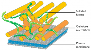 cell_wall_scheme